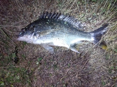 キビレの釣果