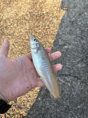 シロギスの釣果
