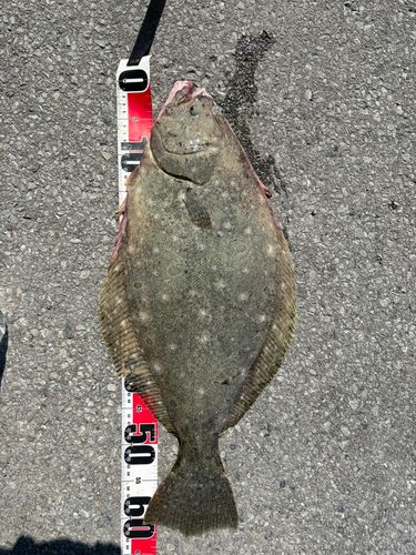 ヒラメの釣果