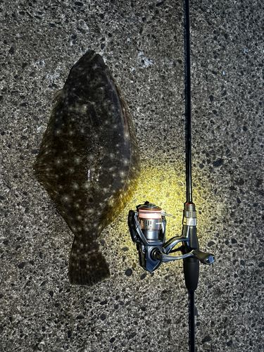 ヒラメの釣果