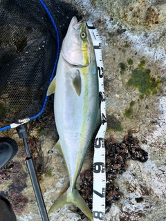 ブリの釣果