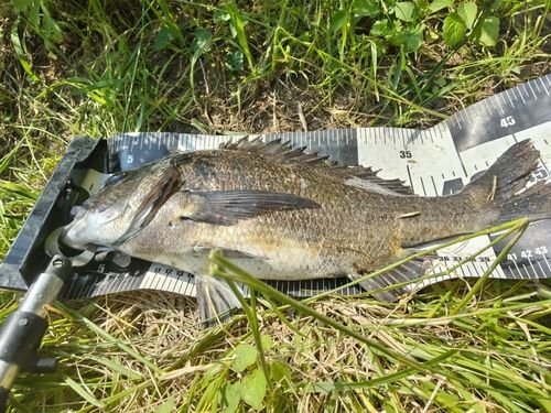 クロダイの釣果