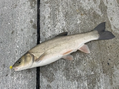 エゾウグイの釣果