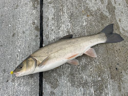 エゾウグイの釣果