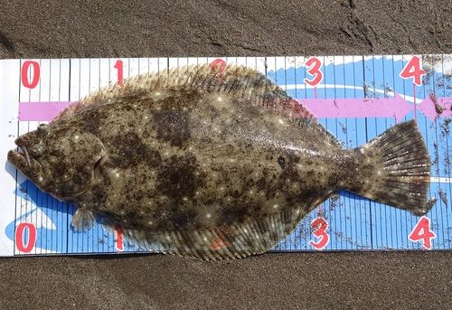 ヒラメの釣果