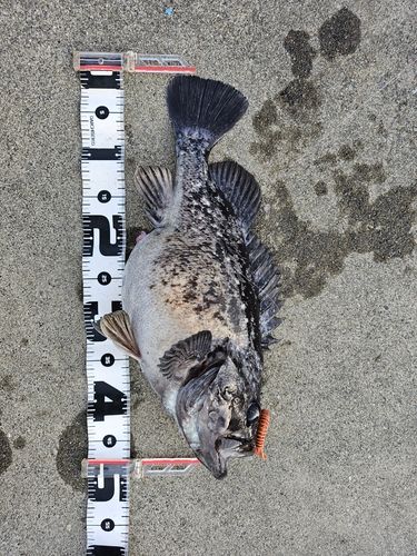 クロソイの釣果