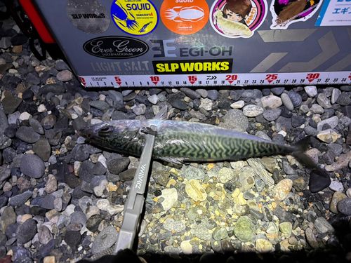 マサバの釣果
