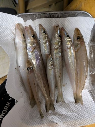 シロギスの釣果