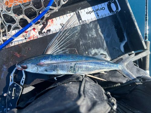 トビウオの釣果