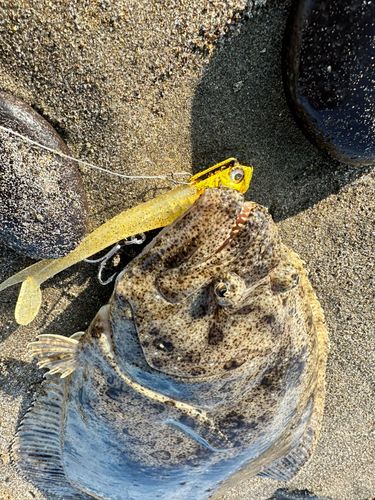 ヒラメの釣果