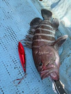 マハタの釣果