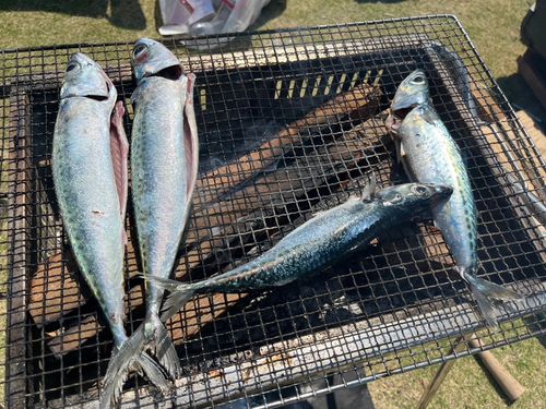 サバの釣果