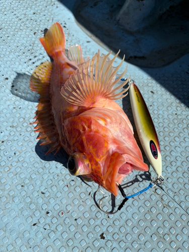 アヤメカサゴの釣果