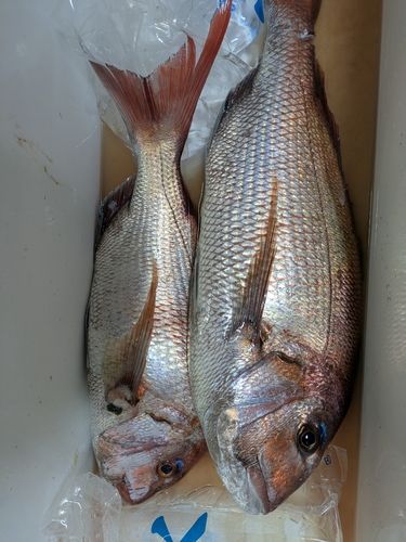 マダイの釣果