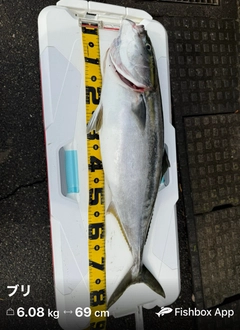 ブリの釣果