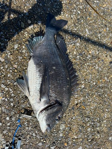 チヌの釣果