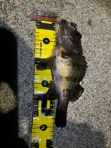 メバルの釣果