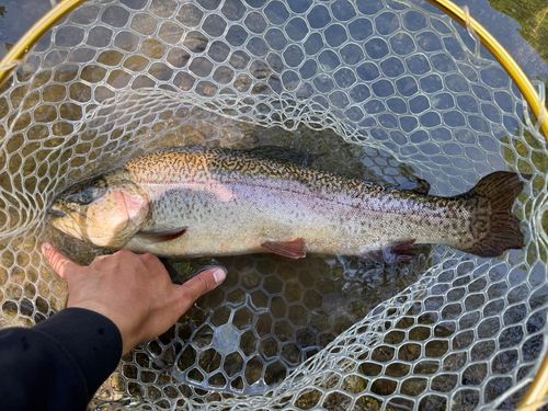 ロックトラウトの釣果 - アングラーズ | 釣果600万件の魚釣り情報サイト