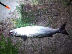 ボラの釣果