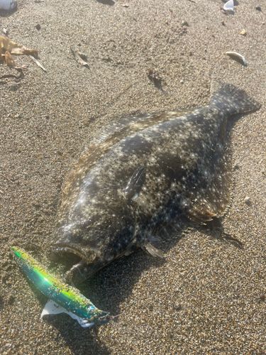 ヒラメの釣果