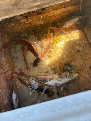 タイの釣果