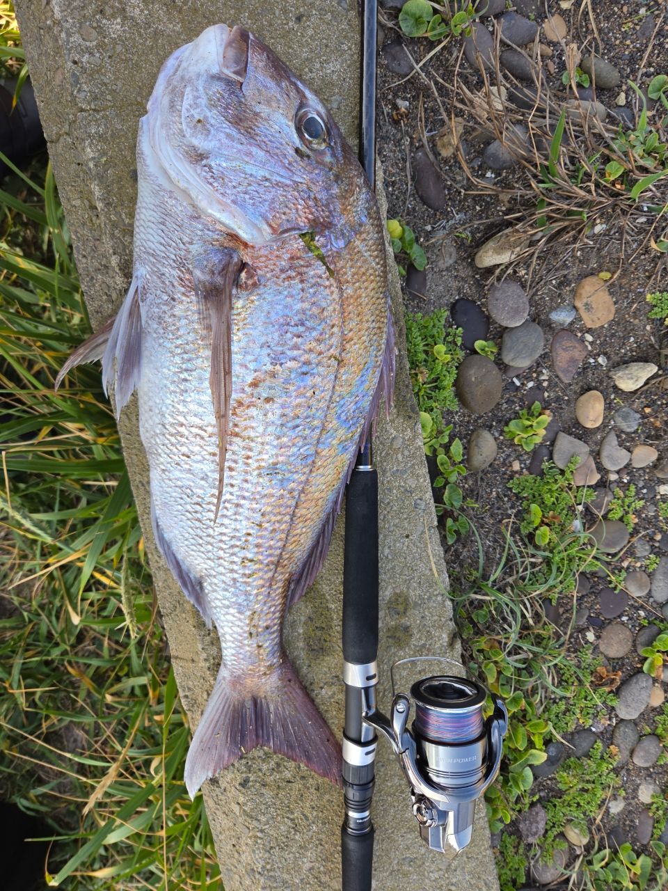 SHIMANO 19コルトスナイパー SS S100MHの最安値・インプレ・釣果