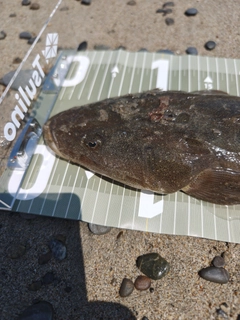 マゴチの釣果