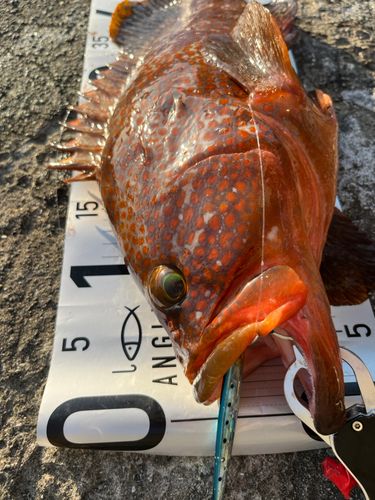 アコウの釣果