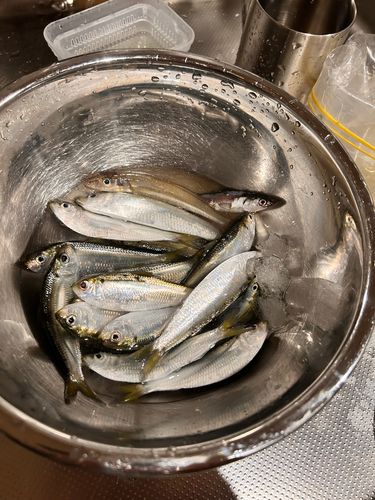 サッパの釣果