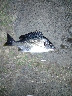 キビレの釣果