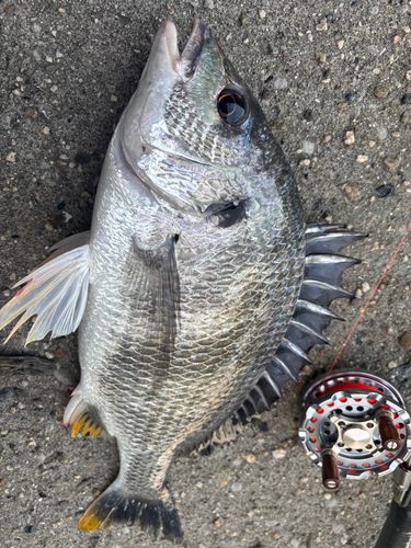 キビレの釣果