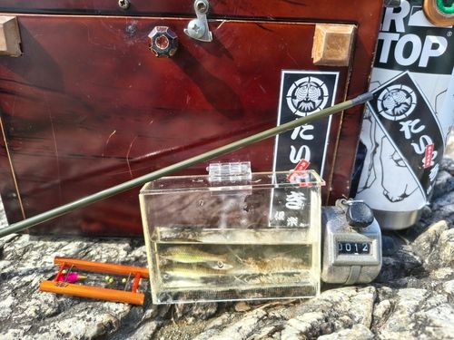 クチボソの釣果