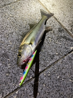 セイゴ（マルスズキ）の釣果
