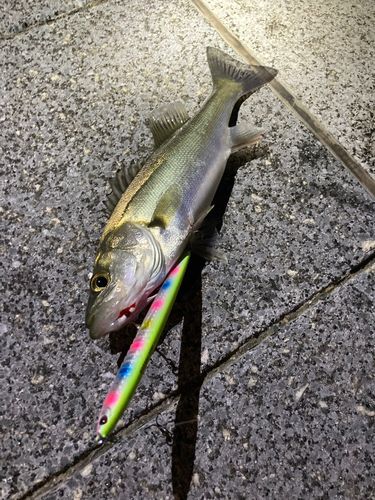 セイゴ（マルスズキ）の釣果