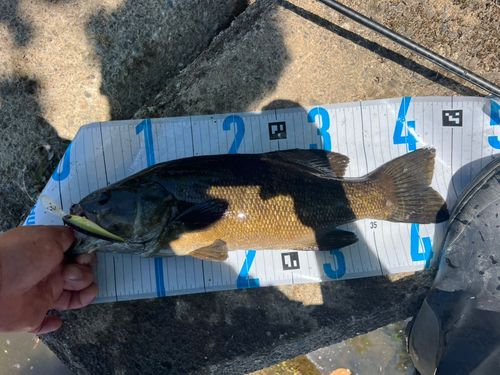 スモールマウスバスの釣果