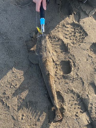 コチの釣果