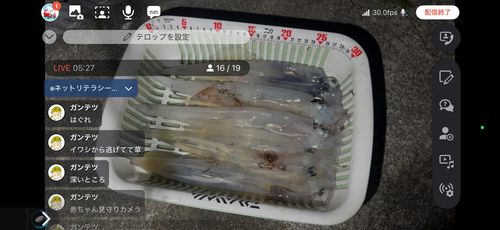 ヤリイカの釣果