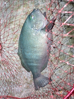 メジナの釣果