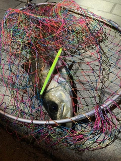 フッコ（マルスズキ）の釣果