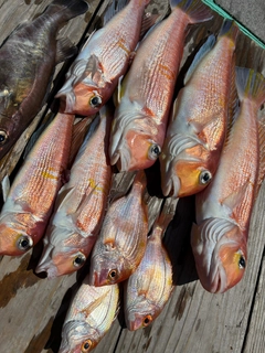 アマダイの釣果