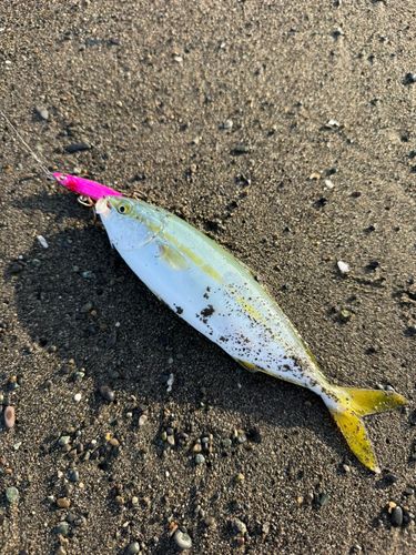 ワカシの釣果