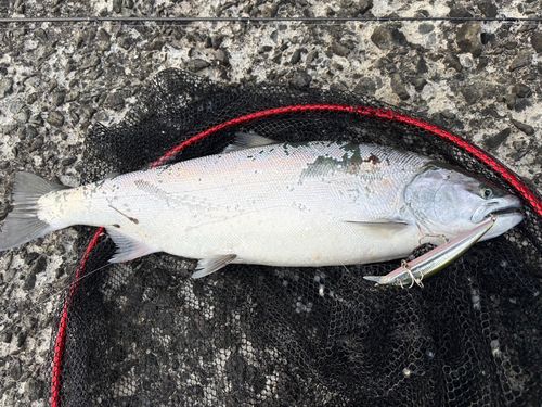 サクラマスの釣果