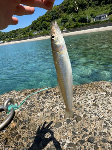 キスの釣果