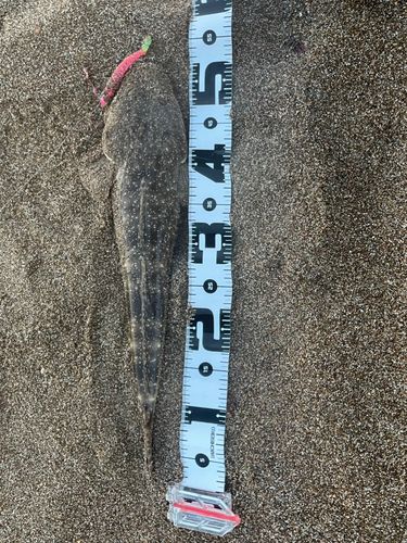 マゴチの釣果