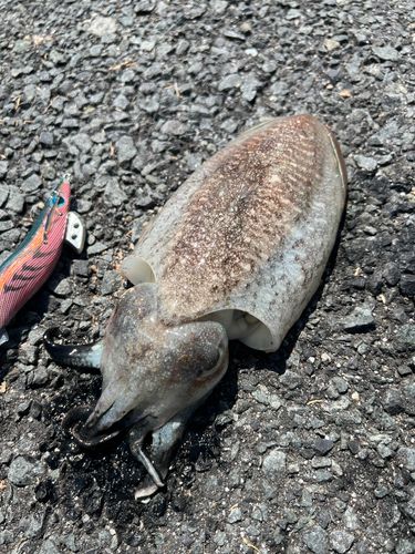 コウイカの釣果