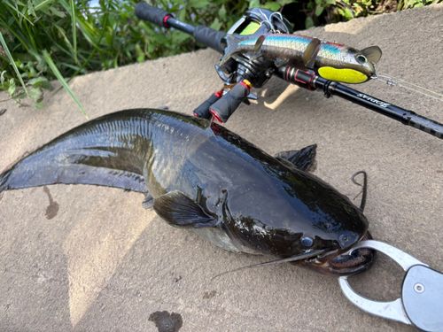ナマズの釣果
