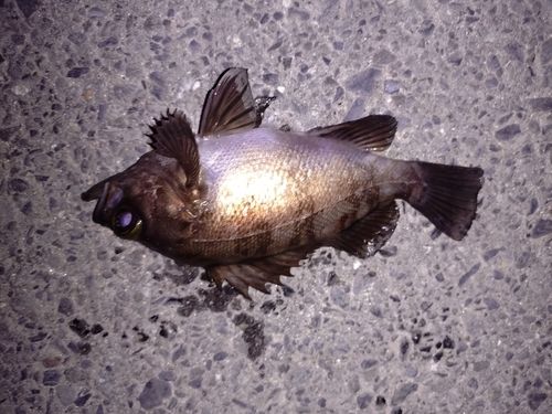 シロメバルの釣果