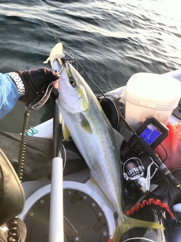 ハマチの釣果