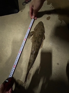 マゴチの釣果