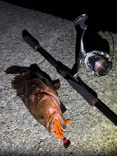 アコウの釣果